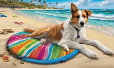 pet friendly guide aruba travel