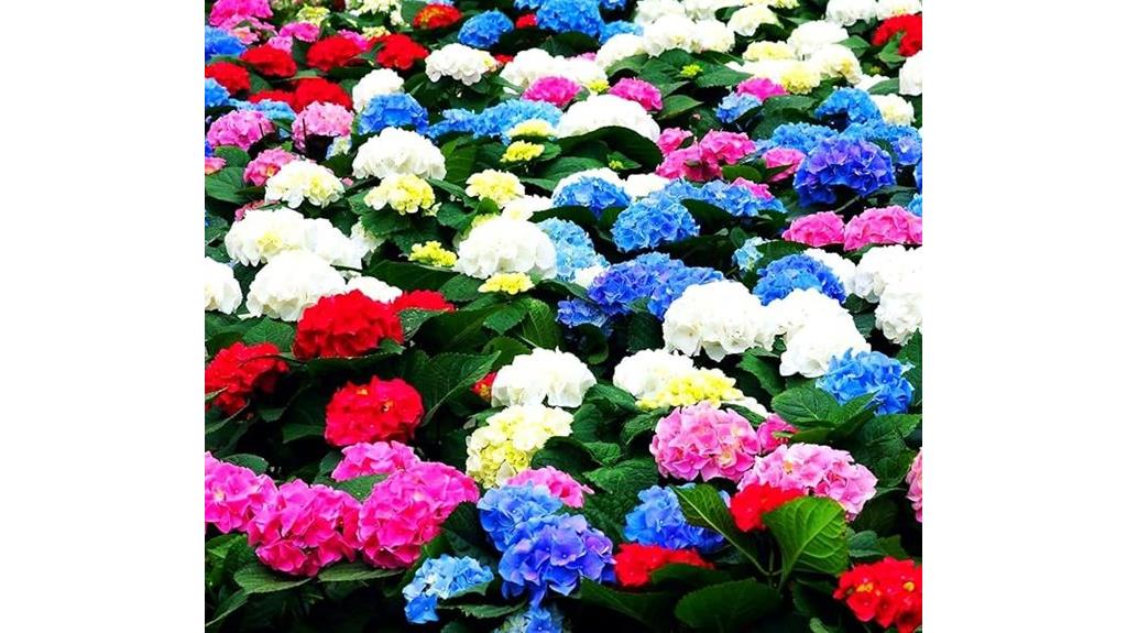 assorted hibiscus seed pack