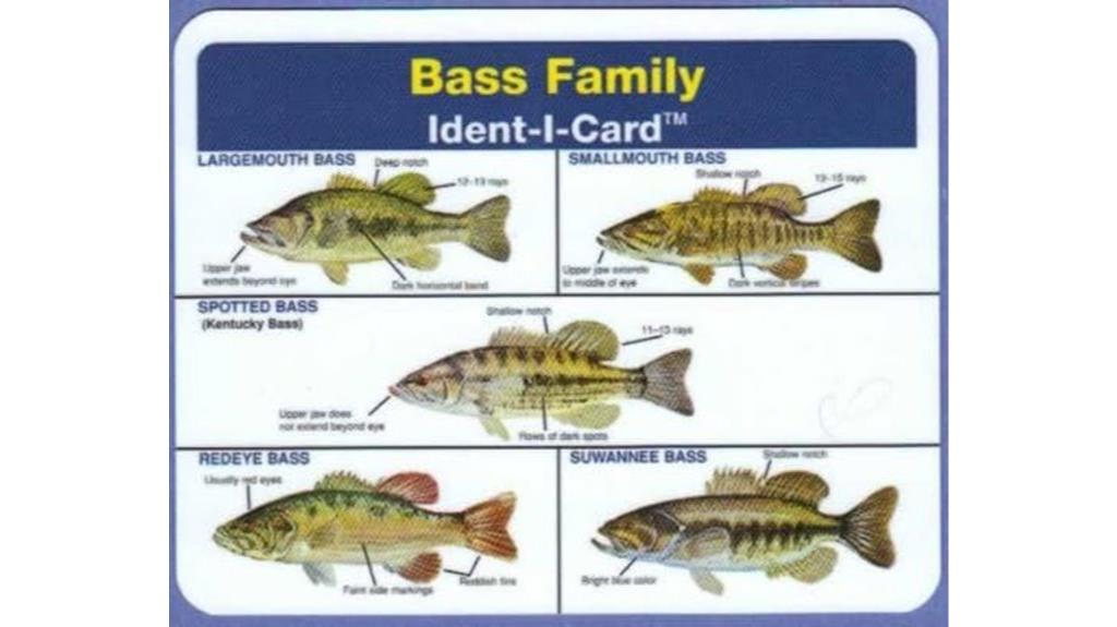 bass family fish identification