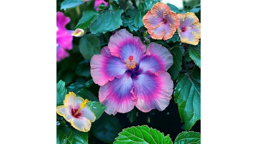 colorful hibiscus seed pack