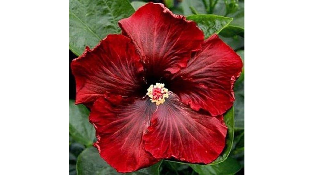 dark red hibiscus seeds
