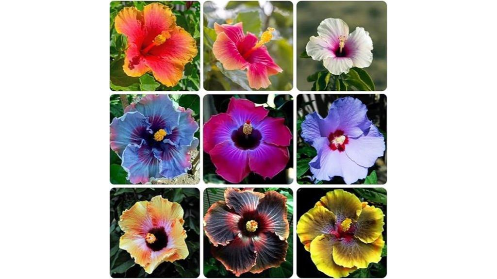 giant hibiscus flower seeds