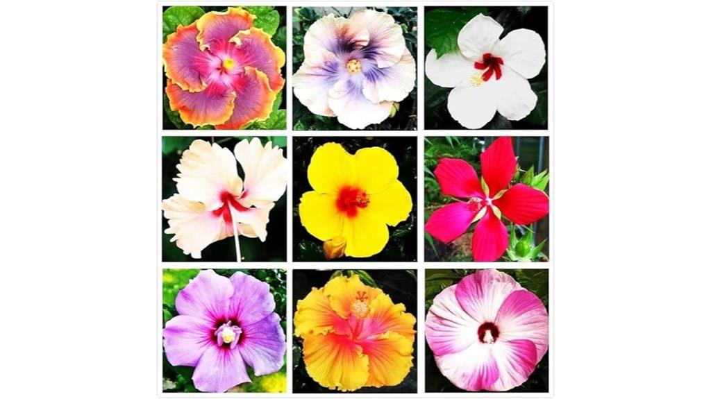 hibiscus flower seeds pack