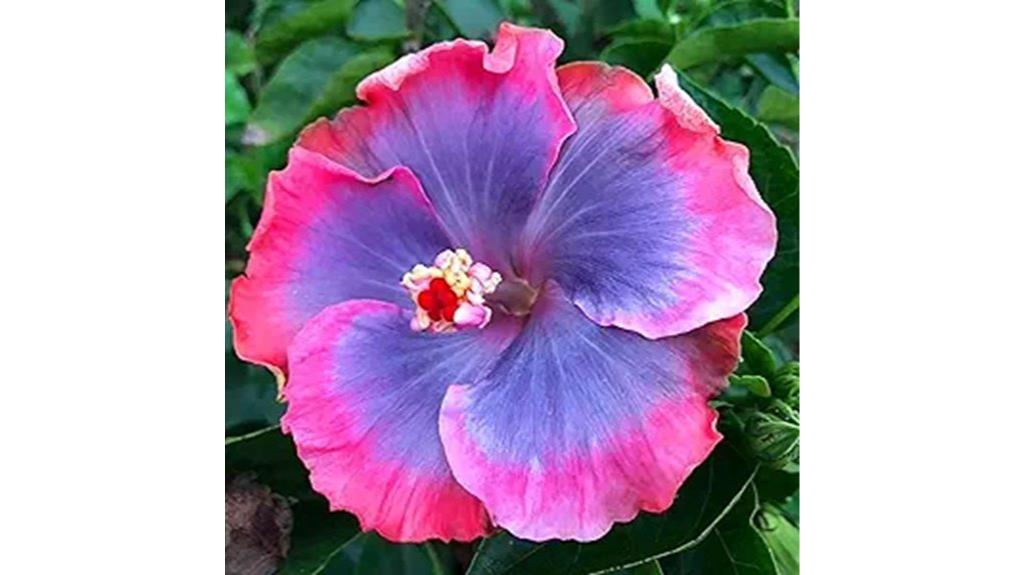 hibiscus seed gardening kit