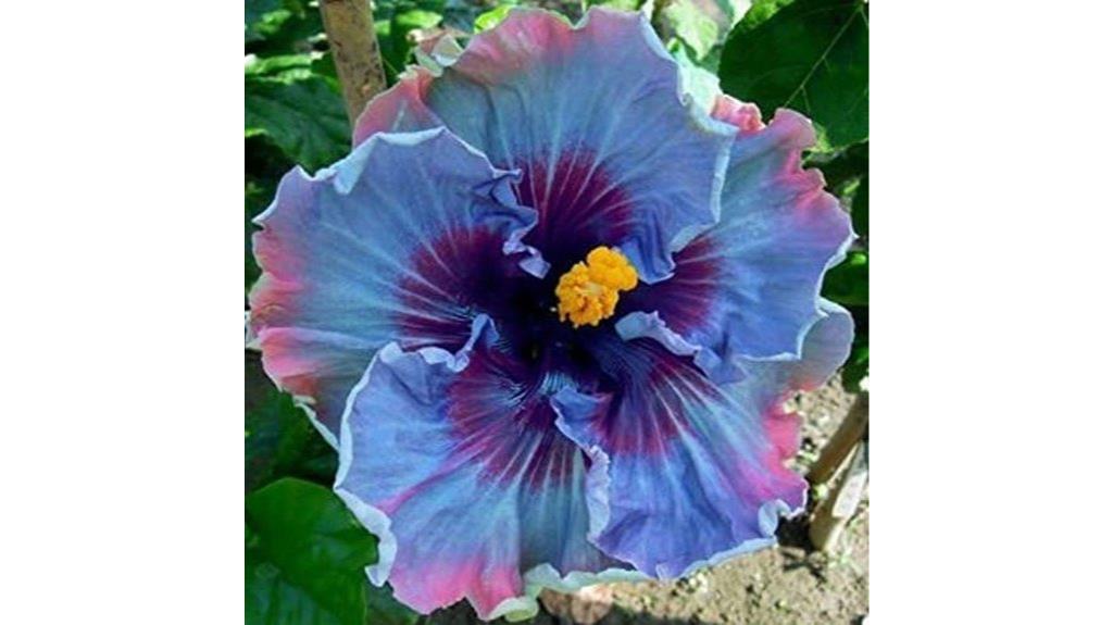 hibiscus seeds for planting