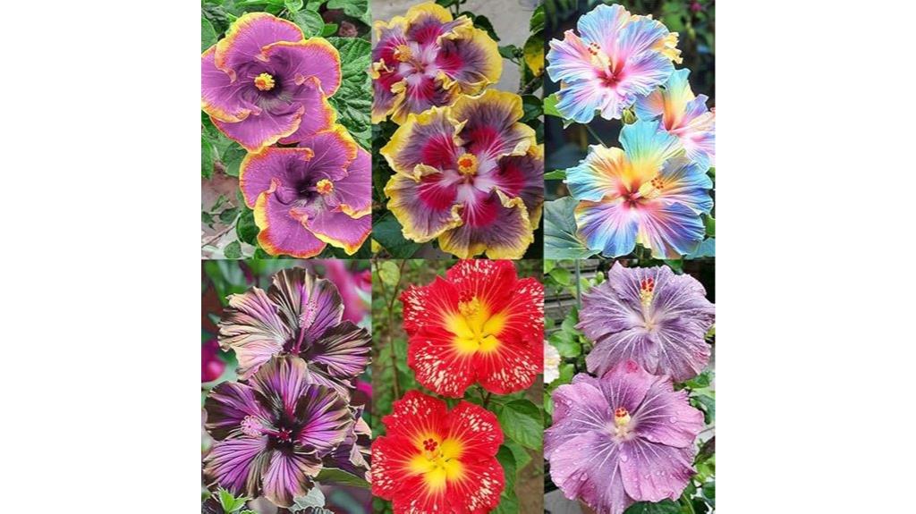 rare rainbow hibiscus seeds