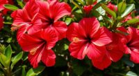 top hibiscus seeds selection